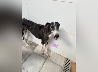 Elly geb. 07/2020 (in Deutschland) - liebevolle, verspielte Rauhhaargalga!