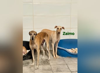 Zaimo geb. 10/2023 (ESP) - schüchterner, wunderschöner Galgo sucht erfahrene Menschen!