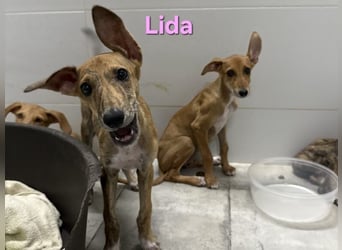 Lida geb. 06/2026 (ESP) - offenes, fröhliches Galgomädchen. Unser Sonnenschein!