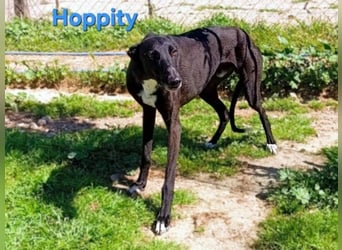 Hoppity geb. 04/2023 (ESP) - freundlicher Galgo sucht seine Familie mit Hundekumpel!