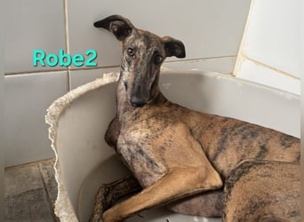 Robe geb. 07/2024 (ESP) - schüchterner Galgo möchte endlich sein Potenzial leben!