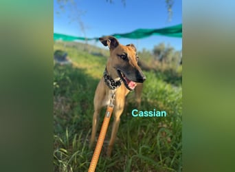 Cassian geb. 07/2023 (ESP) - freundlicher und sozialer Galgo sucht liebevolles Zuhause!
