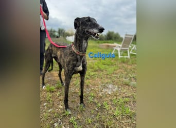 Caligula geb. 12/2020 (ESP) - eleganter, ganz besonderer Galgo!