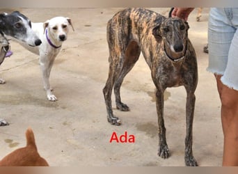 Ada geb. 07/2024 (ESP) - menschenbezogene, sanfte Galga!
