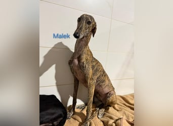 Malek geb. 03/2024 (ESP) - sozialer, ruhiger und zurückhaltender Galgo!