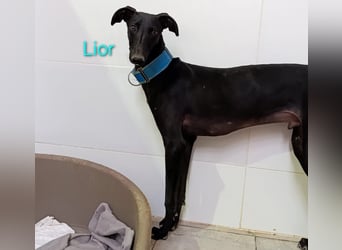 Lior geb. 11/2023 (ESP) - zärtlicher, wunderschöner Galgo!