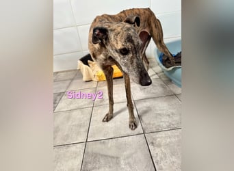 Sidney2 geb. 04/2019 (ESP) - menschenbezogene Galga sucht ihr Für-immer-Körbchen!
