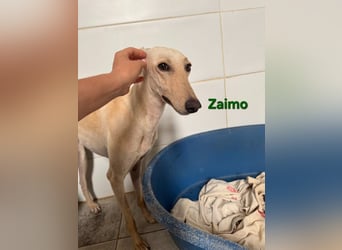 Zaimo geb. 10/2023 (ESP) - schüchterner, wunderschöner Galgo sucht erfahrene Menschen!
