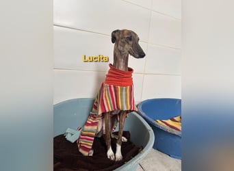 Lucita geb. 03/2022 (ESP) - sanfte und ruhige Galga sucht ihr Körbchen!