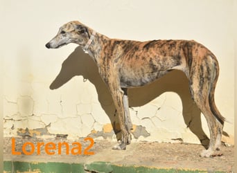 Lorena2 geb. 08/2023 (ESP) - total liebe und verschmuste Galga sucht ihr Glück!