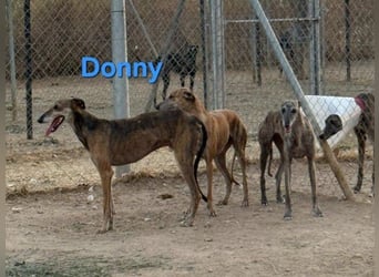 Donny geb. 04/2022 (ESP) - sanfter Galgo der so viel mehr verdient hat!