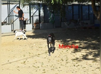Mancha geb. 06/2019 (ESP) - liebevolle, zärtliche Galga sucht ihre Menschen!