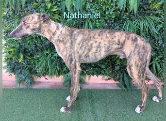 Nathaniel geb. 07/2021 (ESP) - lieber, ausgeglichener und verschmuster Galgo!