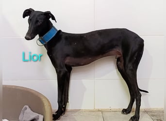 Lior geb. 11/2023 (ESP) - zärtlicher, wunderschöner Galgo!