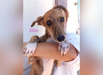 Elsie geb. 06/2026 (ESP) - verspielte Galgowelpin will die Welt entdecken!