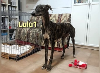 Lulu1 geb. 02/2025 (ESP) - sympathisches und fröhliches Galgo Mädchen!