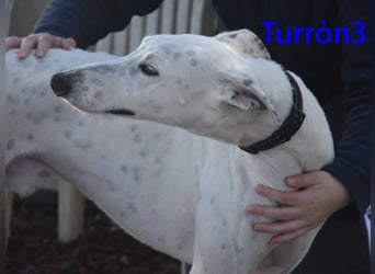 Turròn3 geb. 06/2022 (ESP) - außergewöhnlich schöner und liebevoller Galgo!