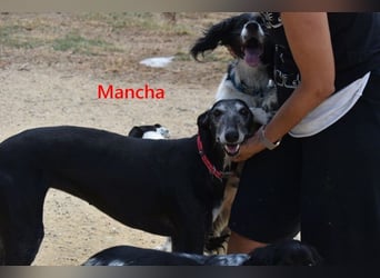 Mancha geb. 06/2019 (ESP) - liebevolle, zärtliche Galga sucht ihre Menschen!