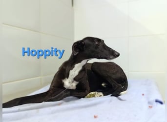 Hoppity geb. 04/2023 (ESP) - freundlicher Galgo sucht seine Familie mit Hundekumpel!