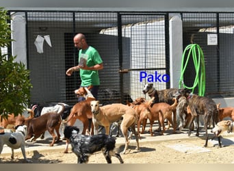 Pako geb. 07/2022 (ESP) - unheimlich lieber, fröhlicher Galgo!