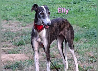 Elly geb. 07/2020 (in Deutschland) - liebevolle, verspielte Rauhhaargalga!