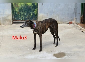 Malu3 geb. 02/2016 (ESP) - liebevolle Galga hat endlich ihr Glück verdient!