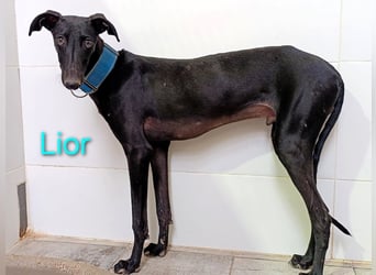 Lior geb. 11/2023 (ESP) - zärtlicher, wunderschöner Galgo!