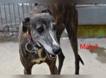 Malu3 geb. 02/2016 (ESP) - liebevolle Galga hat endlich ihr Glück verdient!