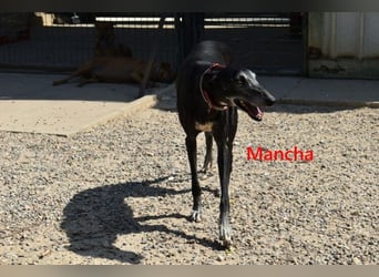 Mancha geb. 06/2019 (ESP) - liebevolle, zärtliche Galga sucht ihre Menschen!
