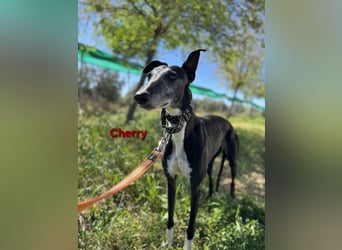 Cherry geb. 10/2021 (ESP) - wunderschöne, soziale Galga sucht ihre Menschen!