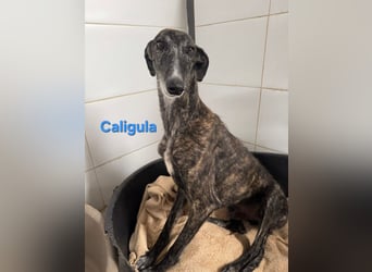 Caligula geb. 12/2020 (ESP) - eleganter, ganz besonderer Galgo!