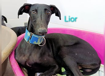 Lior geb. 11/2023 (ESP) - zärtlicher und unterwürfiger Galgo!
