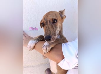 Elsie geb. 06/2026 (ESP) - verspielte Galgowelpin will die Welt entdecken!