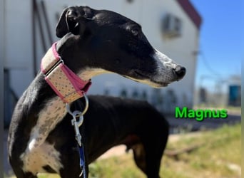 Magnus geb. 06/2019 (ESP) - edler Galgorüde. Ein echter Schatz sucht sein Körbchen!