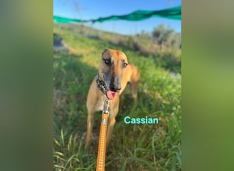 Cassian geb. 07/2023 (ESP) - freundlicher und sozialer Galgo sucht liebevolles Zuhause!