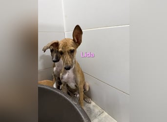 Lida geb. 06/2026 (ESP) - offenes, fröhliches Galgomädchen. Unser Sonnenschein!