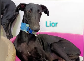 Lior geb. 11/2023 (ESP) - zärtlicher und unterwürfiger Galgo!