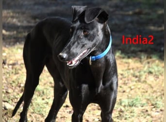 India2 geb. 07/2023 (ESP) - sehr freundliche und soziale, hübsche Galga!