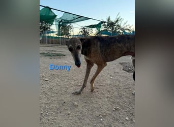 Donny geb. 04/2022 (ESP) - sanfter Galgo der so viel mehr verdient hat!