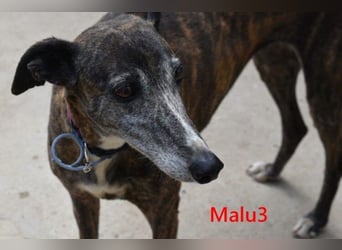 Malu3 geb. 02/2016 (ESP) - liebevolle Galga hat endlich ihr Glück verdient!