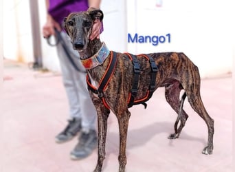 Mango1 geb. 09/2022 (ESP) - sanfter Galgo auf der Suche nach dem Glück!