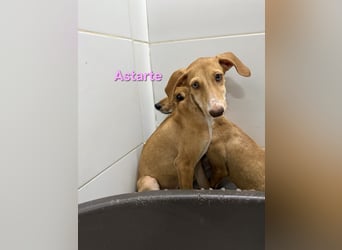 Astarte geb. 06/2026 (ESP) - wunderschönes Galgomädchen sucht ihre Familie!