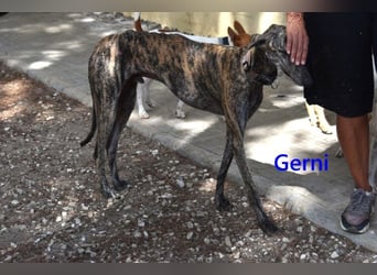 Gerni geb. 05/2025 (ESP) - verschmuster Galgo will wieder lernen zu Vertrauen!