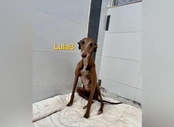 Lula3 geb. 11/2021 (ESP) - wunderschöne Galga... ihre Geschichte soll endlich ein Happy End haben!