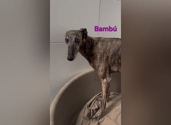 Bambú geb. 08/2019 (ESP) - diese sanfte Galga sucht erfahrene Menschen!