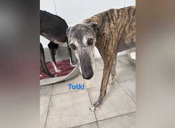 Totki geb. 06/2023 (ESP) - sanfter, feinfühliger Galgo der Herzen leise berührt!