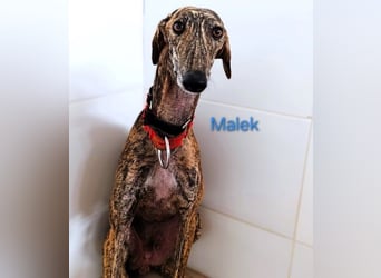 Malek geb. 03/2024 (ESP) - sozialer, ruhiger und zurückhaltender Galgo!