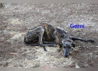 Gerni geb. 05/2025 (ESP) - verschmuster Galgo will wieder lernen zu Vertrauen!
