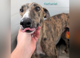 Nathaniel geb. 07/2021 (ESP) - lieber, ausgeglichener und verschmuster Galgo!