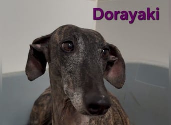 Dorayaki geb. 02/2021 (ESP) - sanfte Galga will Vertrauen neu lernen!